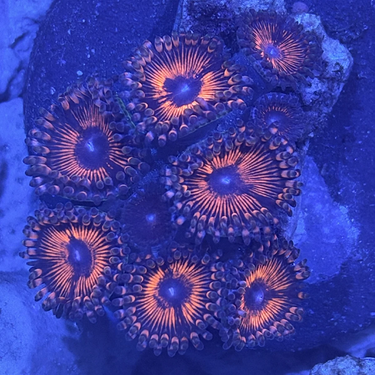 Cluster of open coral polyps with orange rings and dark centers under blue reef lighting